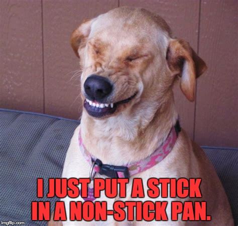 Funny Dog Pics & Videos: laughing dog