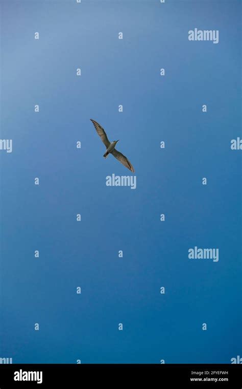 Birds in Chilika lake Stock Photo - Alamy