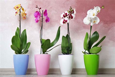 Plant Care Orchid | House Plants Flowers