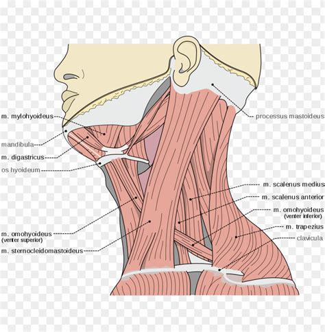 Free download | HD PNG scalene muscles scalene muscles m digastricus venter posterior PNG ...