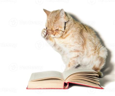 Cat wearing reading glasses with a book 2236991 Stock Photo at Vecteezy