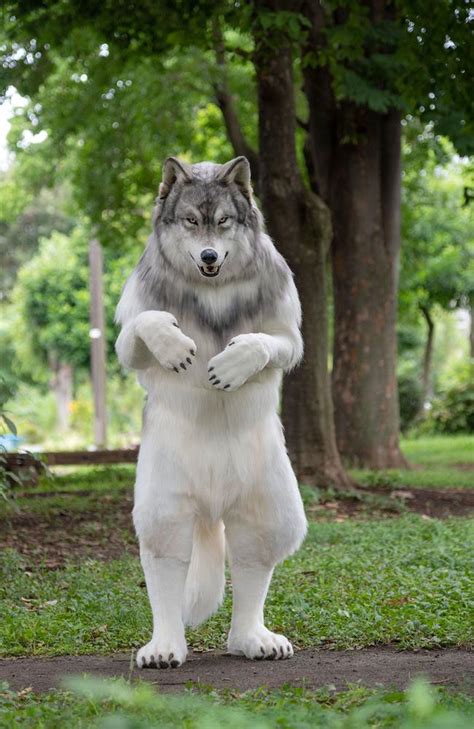 ‘Human collie’ part of a larger pack of ‘therians,’ psychologists say | The Courier Mail