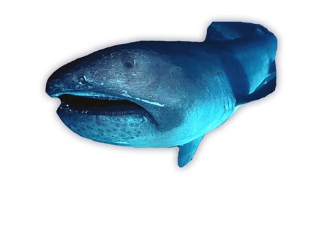 Megamouth Shark - Ocean Animals