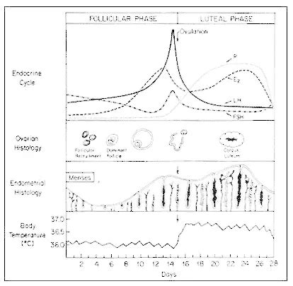 What are Normal Estrogen Levels? Testing, Symptoms & More