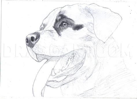 How To Draw A Realistic Rottweiler, Step by Step, Drawing Guide, by ...