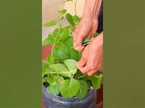 Planter Ideas, Planters, Growing Spinach, Self Watering, Cuttings, Plant Care, Suspense ...