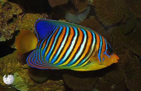 Regal angelfish - Moalboal Reef Species