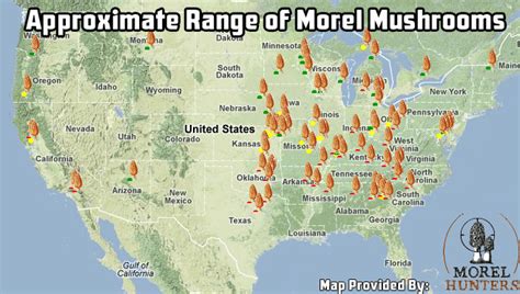 Where to Find Morels | Morels, Morel mushroom, Stuffed mushrooms