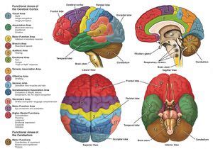 Agnosia - Physiopedia