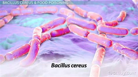 Bacillus Cereus: Morphology & Characteristics - Video & Lesson ...