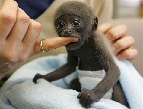 Funny Animals: Cute Baby Monkeys