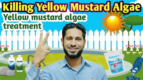 How to get rid of yellow mustard algae in pool | yellow mustard algae ...