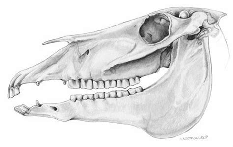 Horse Skull Anatomy Diagram | Quizlet