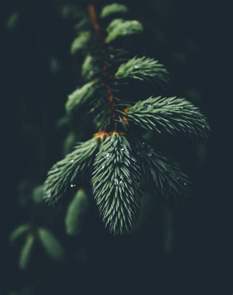 1080x1776 wallpaper | green pine tree micro lens photography | Peakpx