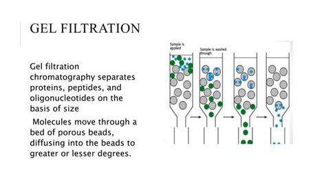 Gel filtration chromatography