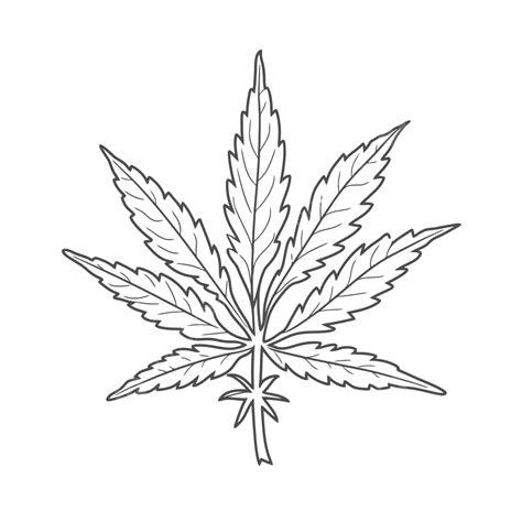 Coloring Page Of Marijuana Leaf On White Background Outline Sketch ...