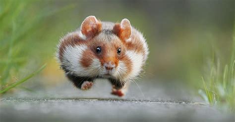 PsBattle: This wild hamster running. : r/photoshopbattles