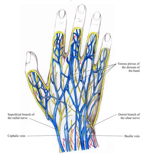 Veins and nerves of the hand dorsum [4]. | Download Scientific Diagram