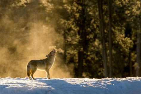 1,200+ Coyote Howling Stock Photos, Pictures & Royalty-Free Images - iStock