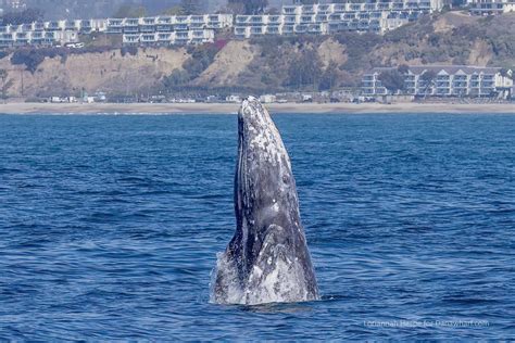 Whales show up as stars of their show during Dana Point’s Festival of Whales – Orange County ...