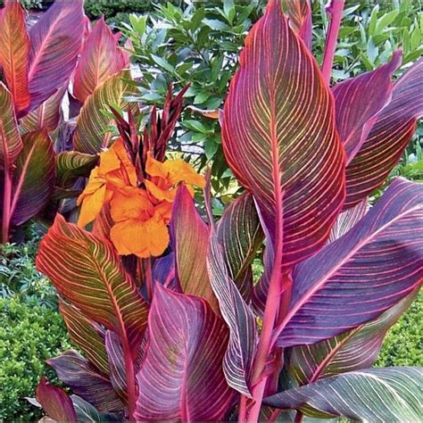 Garden State Bulb in Pot Tropicanna Canna Lily (L10956) in the ...