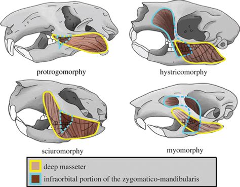 系統発生齧歯類の木は咬筋構造の繰り返し進化を明らかにする|Proceedings of the Royal Society B:Biological Sciences | Tour de ...