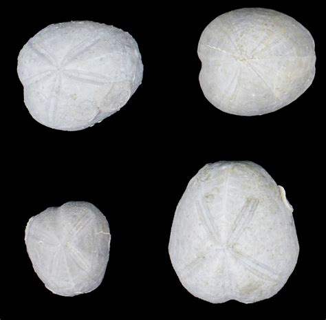 Flat: Assorted Echinoderm (Sea Urchin) Fossils - 11 Pieces (#92175) For ...