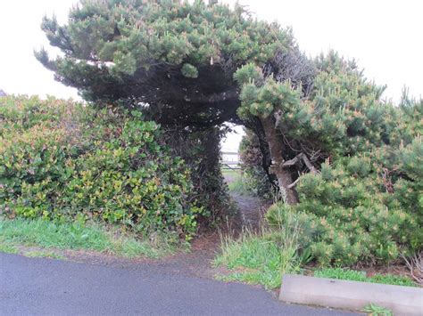 Tillicum Beach Campground - Oregon Coast