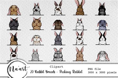 20 Rabbit Breeds - Peeking Rabbit Bundle · Creative Fabrica