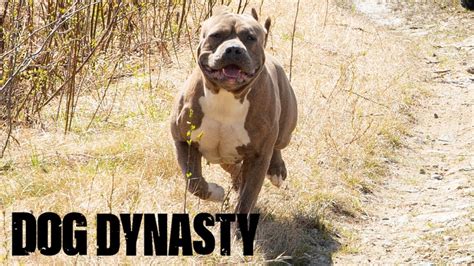 Hail Hercules – The Son Of Hulk! | DOG DYNASTY - Your Pets Magazine