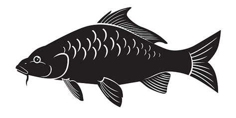 Carp Vector Stock Illustration - Download Image Now - iStock