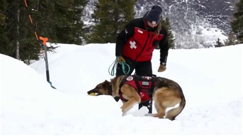 How avalanche rescue dogs train to save lives