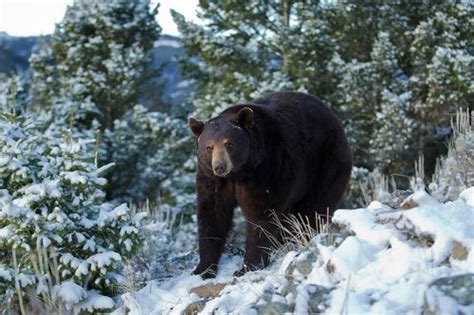 Black Bears in Snow :: Tim Christie Outdoor Writer & Photographer