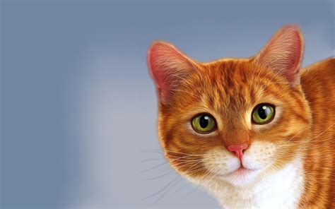 Orange Cat Wallpapers - Top Free Orange Cat Backgrounds - WallpaperAccess