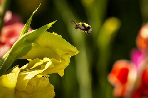 Bumblebee | Bumblebees are social insects which form colonie… | Flickr