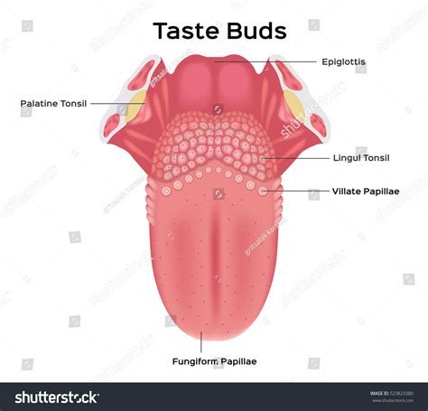 9,067 Tongue Anatomy Images, Stock Photos & Vectors | Shutterstock