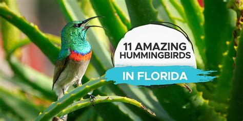 Hummingbirds in Florida [11 Amazing Species To See] - Birdwatching Buzz