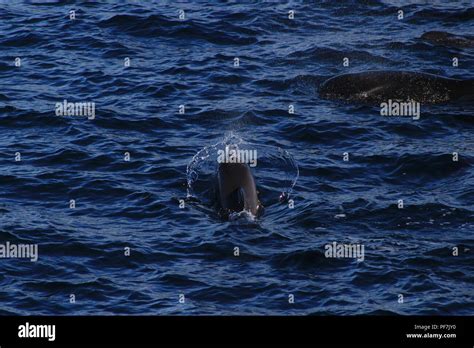 A huge pod of Pilot Whales were spotted just off the coast of Marion Island during the Marion ...