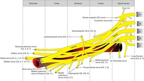 Brachial Plexus Nerve Block