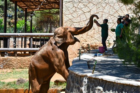 Turkey's Gaziantep zoo animals cool off with special cocktails | Daily Sabah