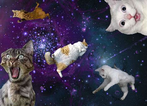 [100+] Galaxy Cat Wallpapers | Wallpapers.com