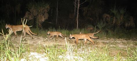 Florida panthers, bears may lose protected habitat by 2070 - The ...