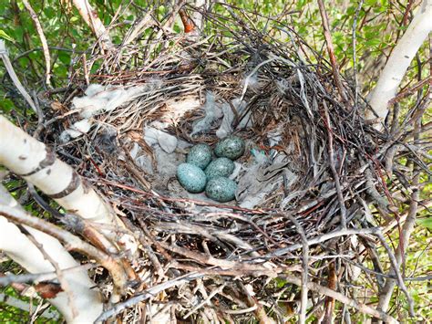 Crow Nesting (Behavior, Location, Eggs + FAQs) | Birdfact