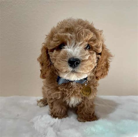 Teacup Mini Labradoodle: Meet Your Favorite Doodle