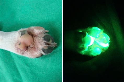 Glowing dog created by Korean scientists - CSMonitor.com