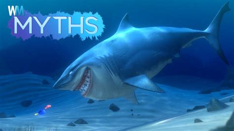 Top 5 Myths About Sharks - YouTube