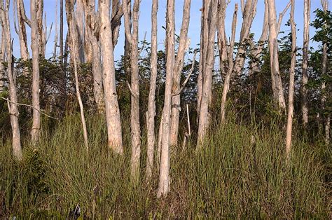 Invasive Species In The Florida Everglades - WorldAtlas