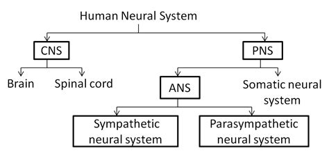 Human Nervous System Chart