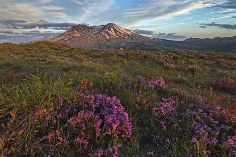 #831120 4K, 5K, Mount St. Helens National Park, USA, Parks, Digitalis, Scenery, Hill, Grass ...