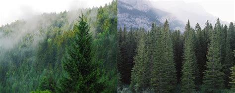 The Amazing World of the Coniferous Forest Biome and Cone Bearing Trees